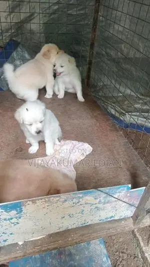 Pomanariyan Puppy