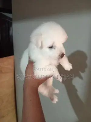Pomeranian Puppy