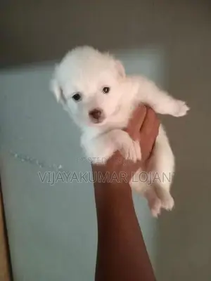 Pomanariyan Puppy