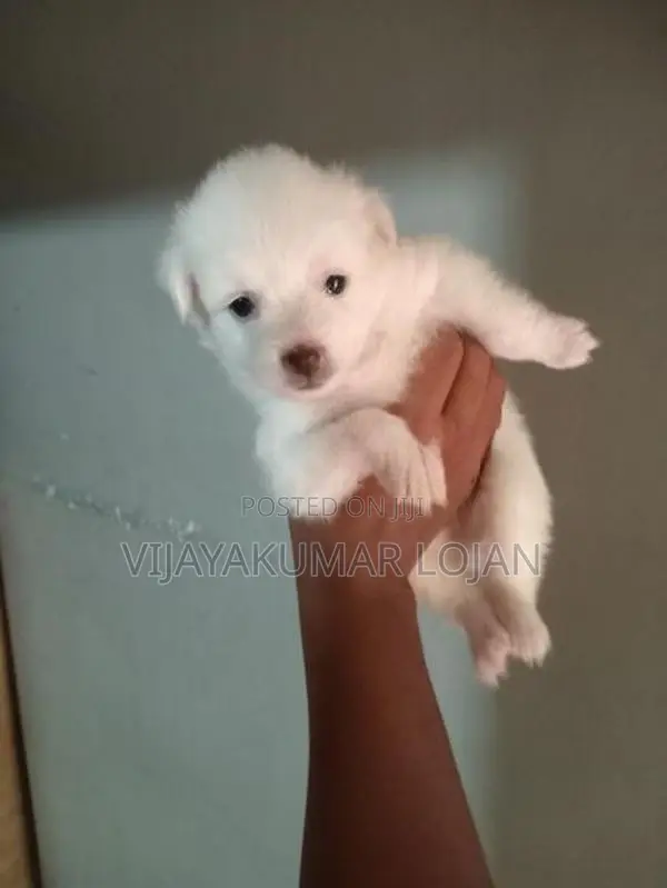 Pomanariyan Puppy