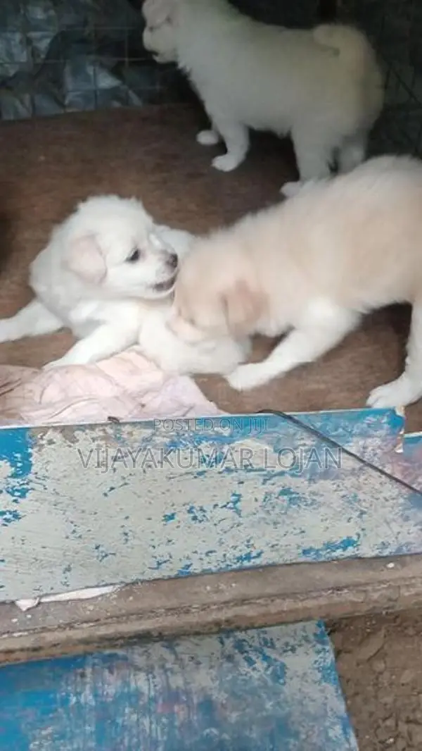 Pomeranian Puppy