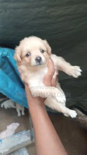 Pomanariyan Puppy