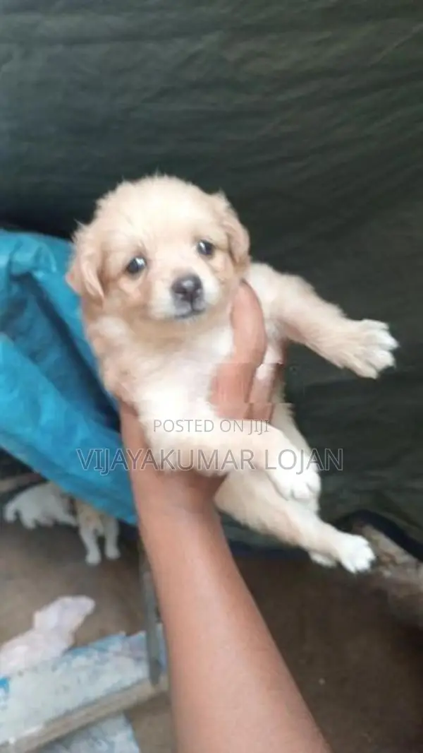 Pomanariyan Puppy