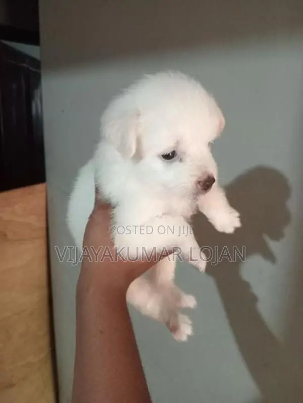 Pomanariyan Puppy