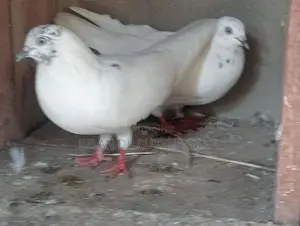 Pigeon