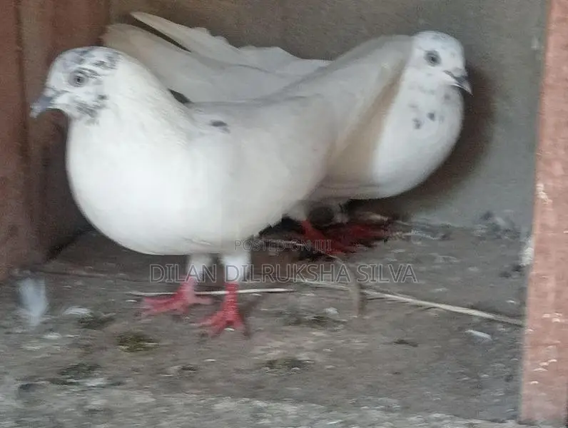 Pigeon