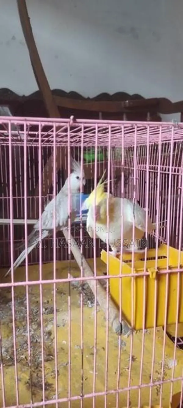 Cockatiel Birds