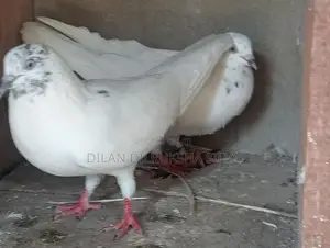 Pigeon