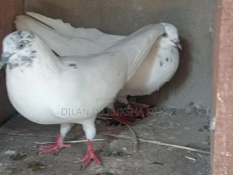 Pigeon