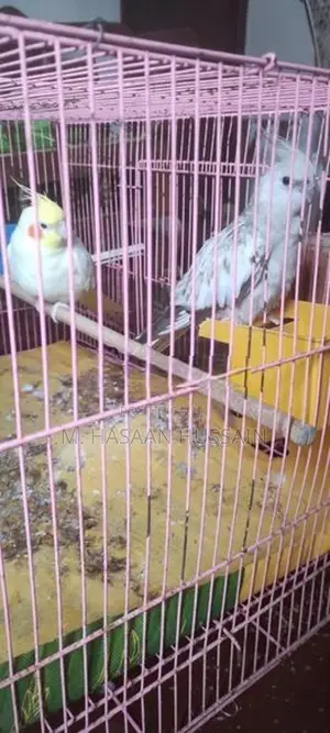 Cockatiel Birds