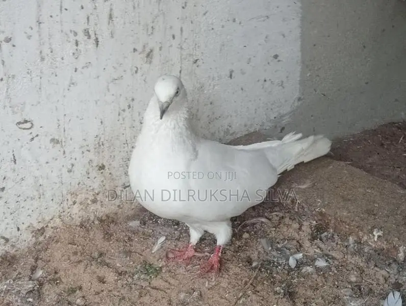 Pigeon