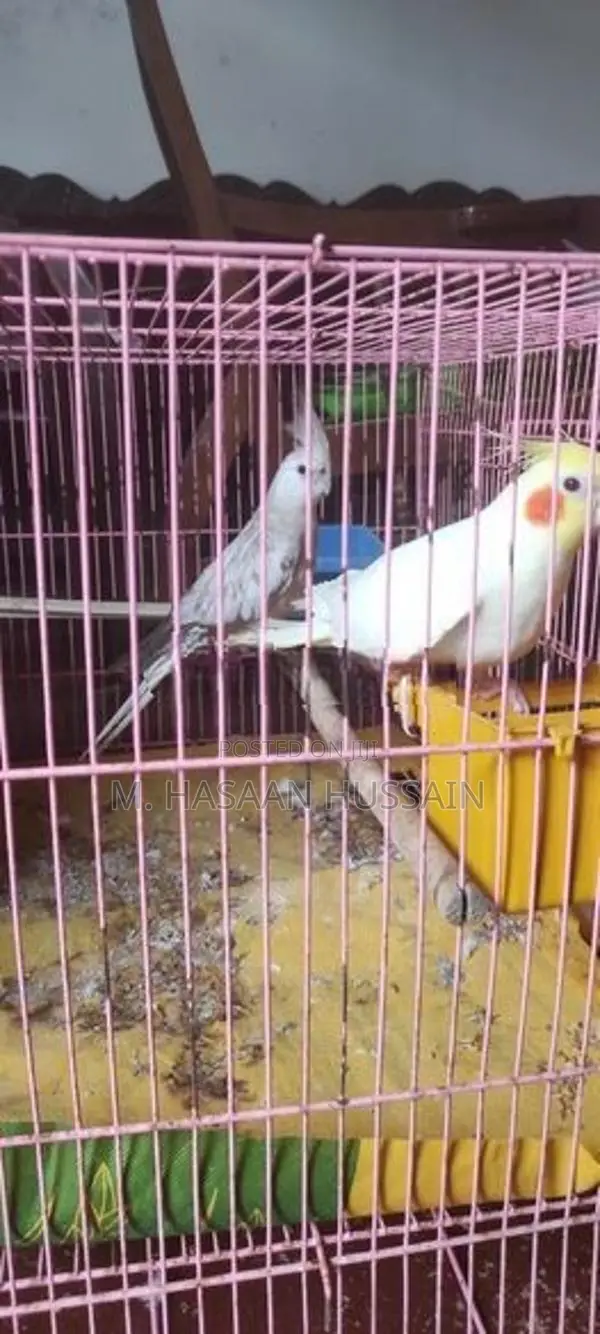 Cockatiel Birds