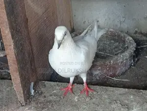 Pigeon