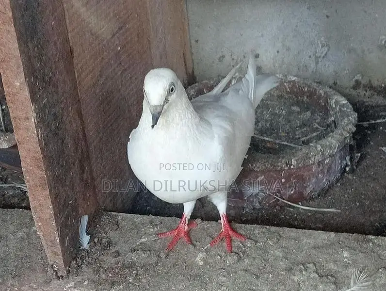 Pigeon