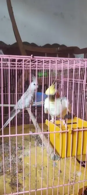 Cockatiel Birds