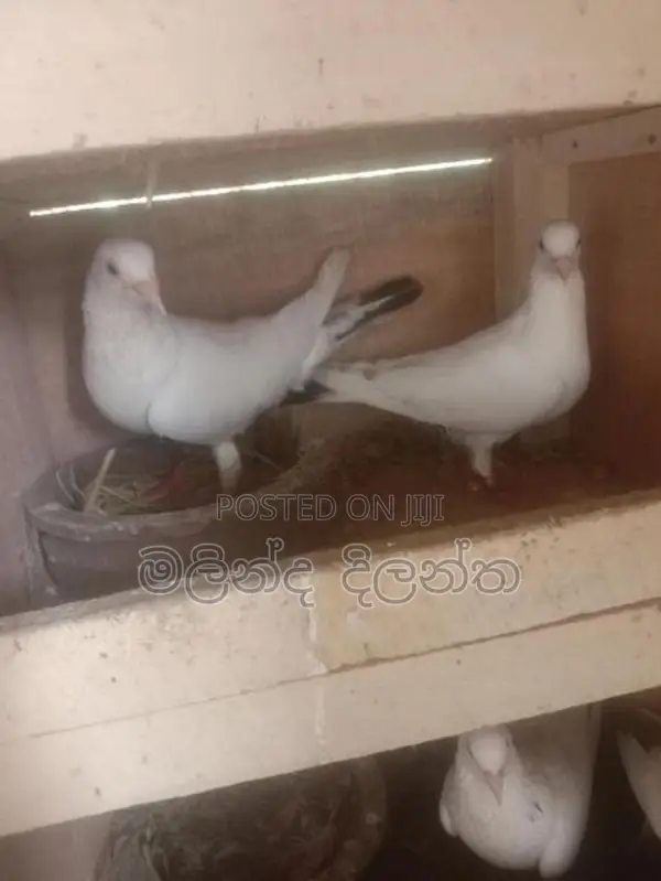 Pigeon
