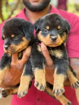 Rottweiler Puppies
