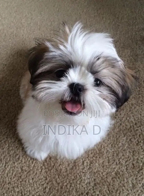 Shih Tzu Puppies