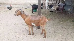 Female Goat