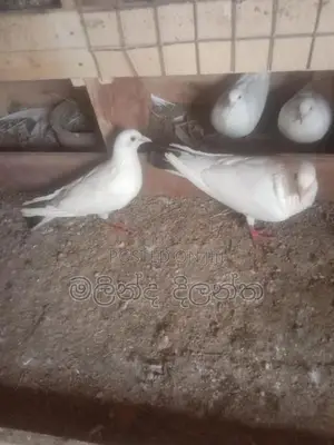 Pigeon