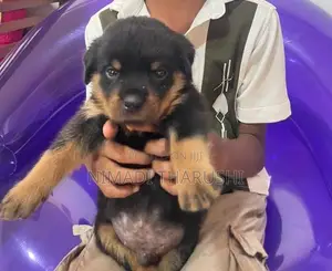 Rottweiler Puppies