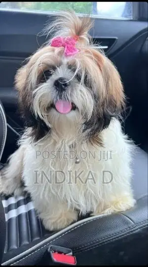 Shih Tzu Puppies