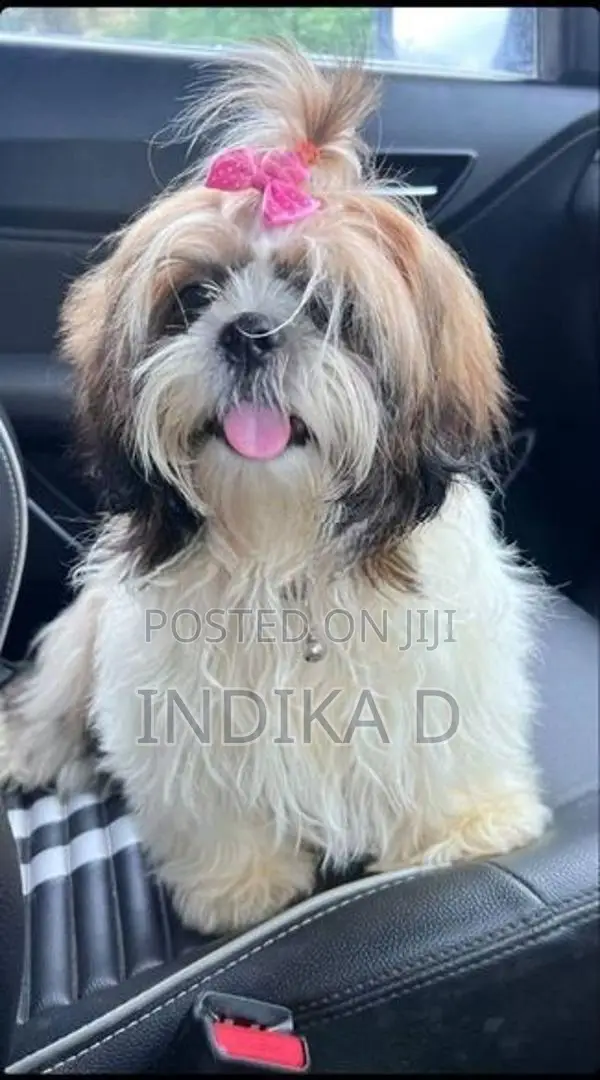 Shih Tzu Puppies