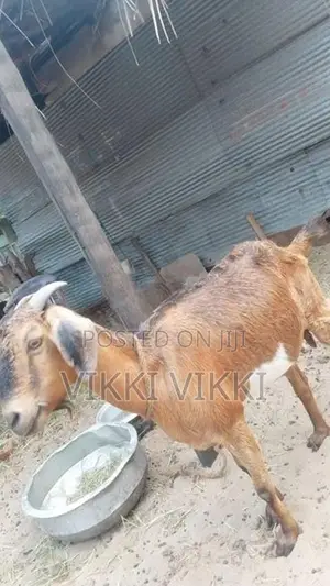 Female Goat