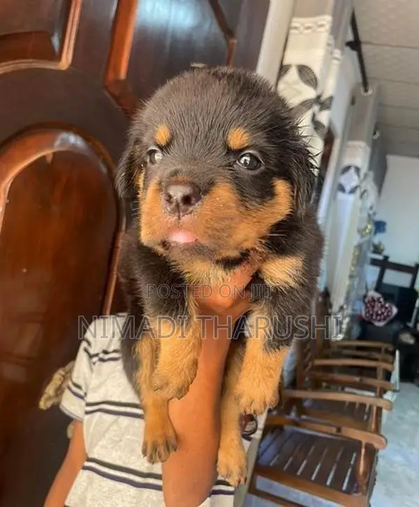 Rottweiler Puppies