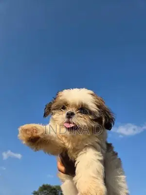 Shih Tzu Puppies