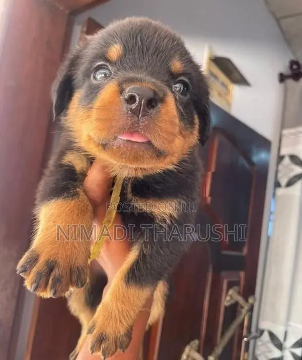 Rottweiler Puppies