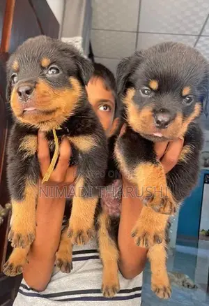 Rottweiler Puppies