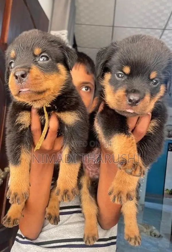 Rottweiler Puppies