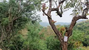 Land for Sale in Kandy Thalathuoya