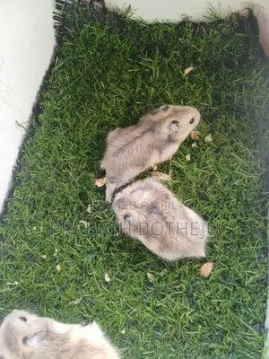 Campbell Dwarf Hamster