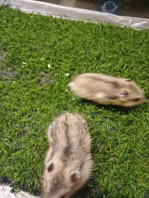 Campbell Dwarf Hamster