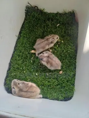 Campbell Dwarf Hamster