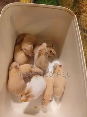 Teddy Bear Hamster