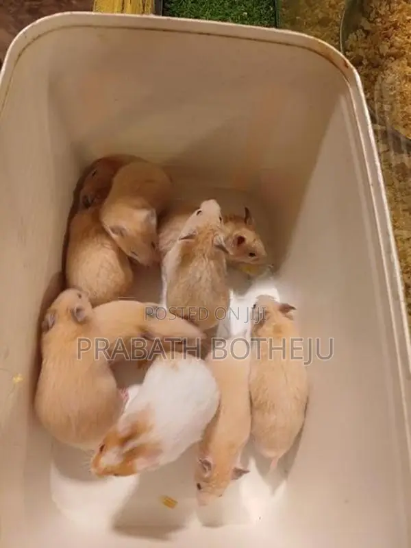 Teddy Bear Hamster