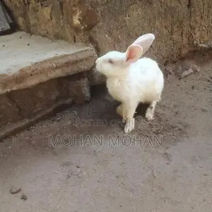 முயல்கள்