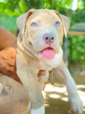 American Bully XL