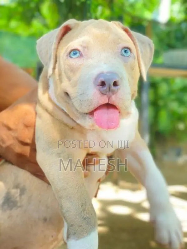 American Bully XL