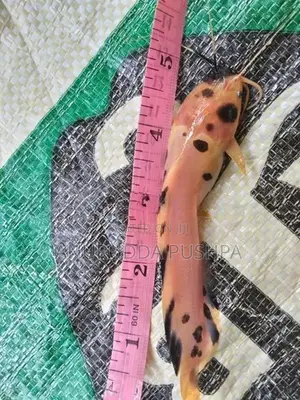 Cat Fish