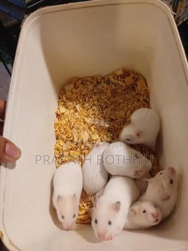 Teddy Bear Hamster