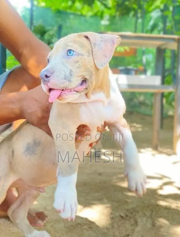 American Bully XL