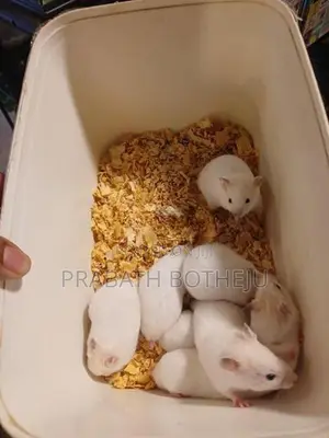 Teddy Bear Hamster
