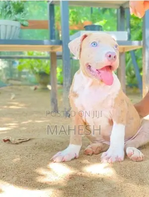 American Bully XL