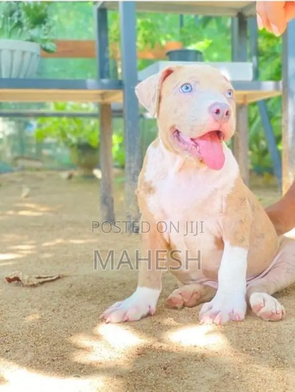 American Bully XL