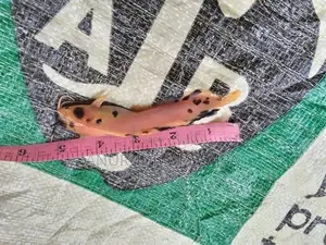 Cat Fish