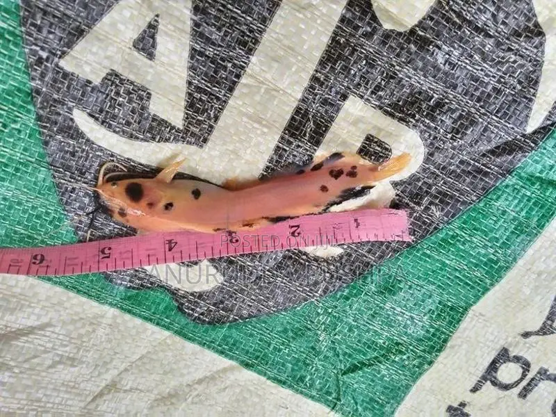 Cat Fish